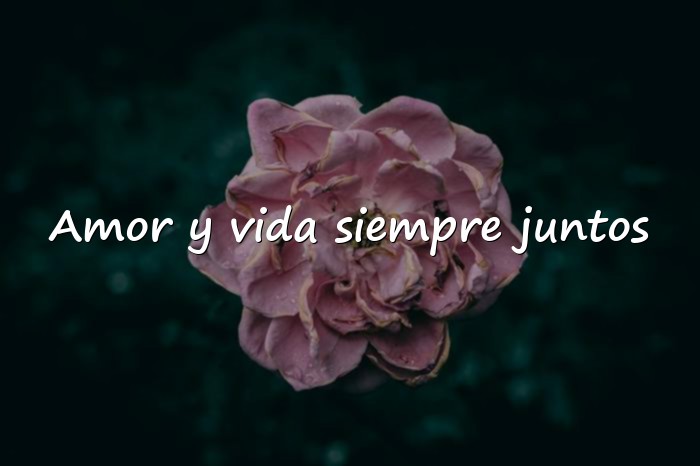 Imágenes frases de la vida y el amor - 1