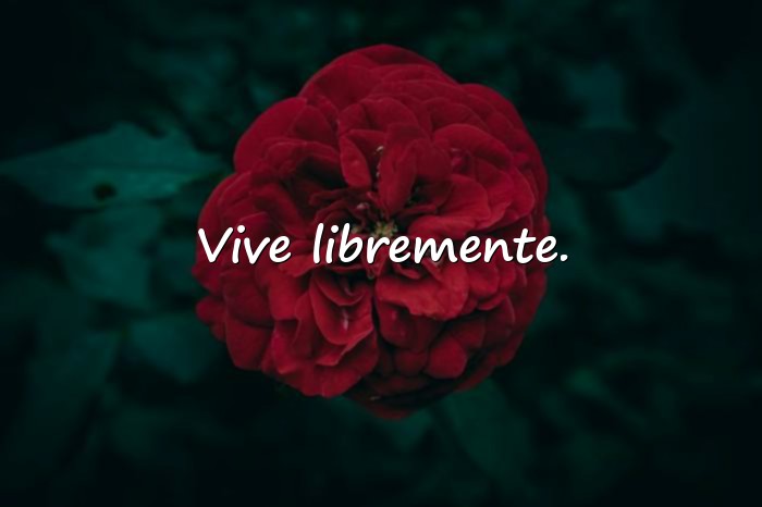Imágenes frases de libertad - 16