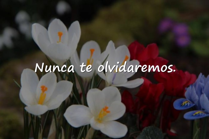 Imágenes frases de luto - 21