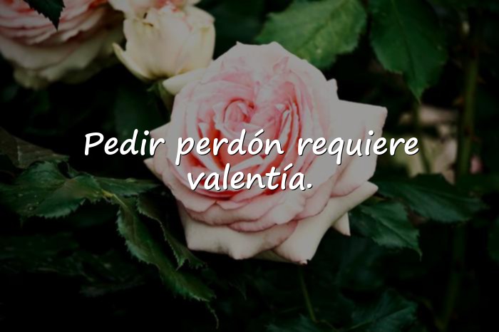 Imágenes frases de perdon - 21