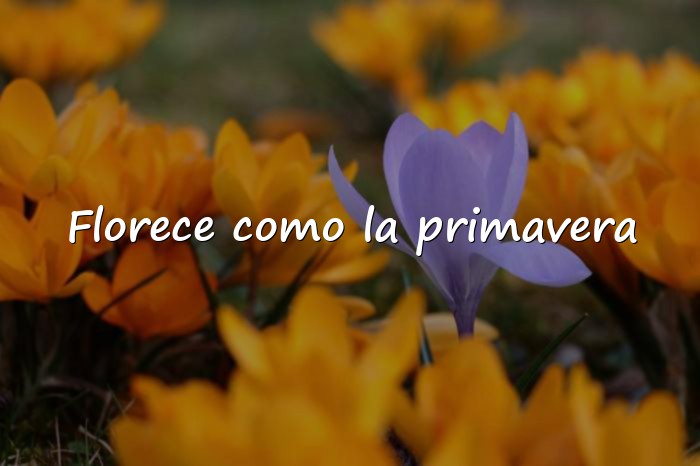 Imágenes frases de primavera - 1