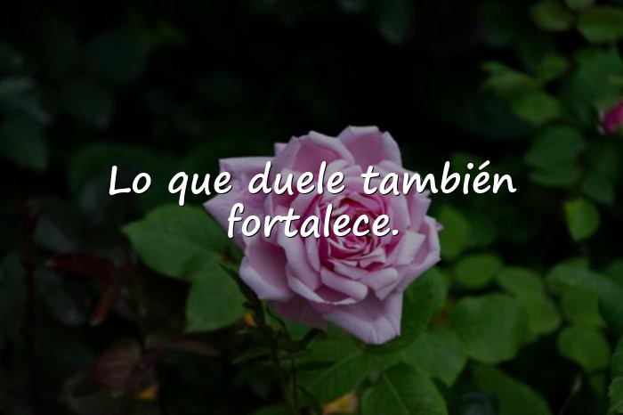 Imágenes frases de resiliencia - 15