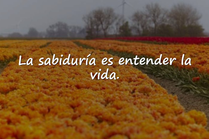 Imágenes frases de sabios - 5