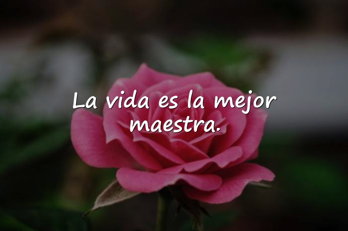 Imágenes frases de sabios - 20