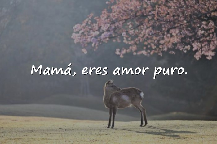 Imágenes frases mamá - 19