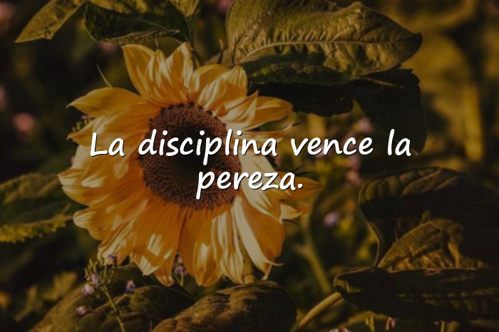 Imágenes frases motivadoras gym - 3