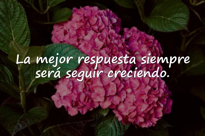 Imágenes frases para envidiosas - 21