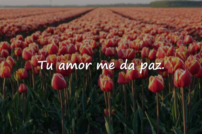 Imágenes frases para papa - 21