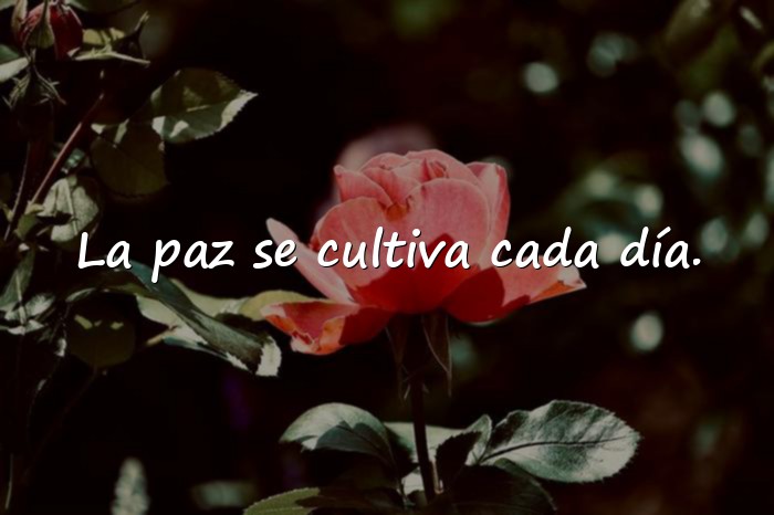 Imágenes frases sobre la paz - 2