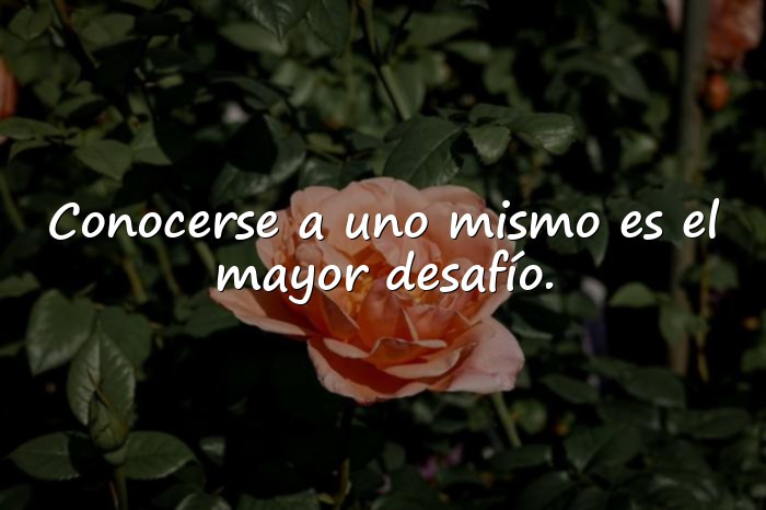 Imágenes freud frases - 2
