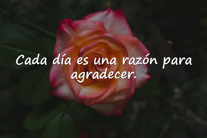 Imágenes gratitud frases - 15