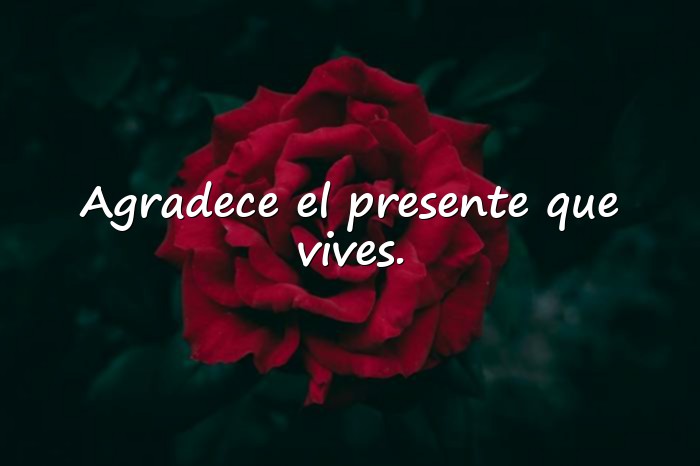 Imágenes gratitud frases - 1