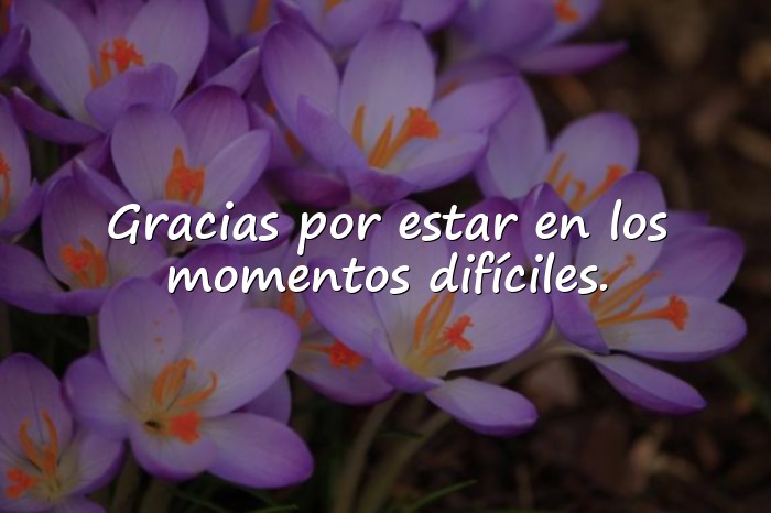 Imágenes palabras de agradecimiento por apoyo - 7